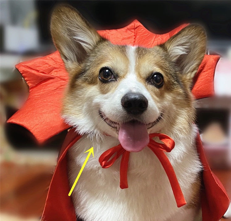 Halloween Pet Costume